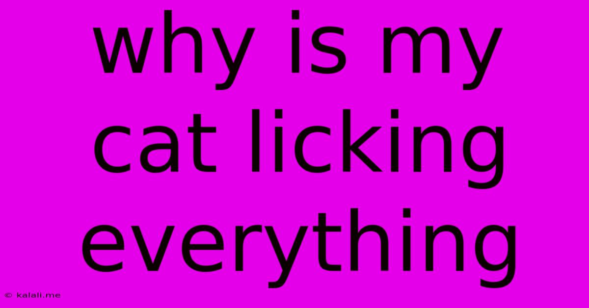 Why Is My Cat Licking Everything