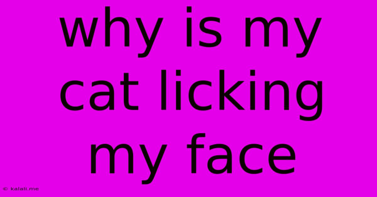 Why Is My Cat Licking My Face