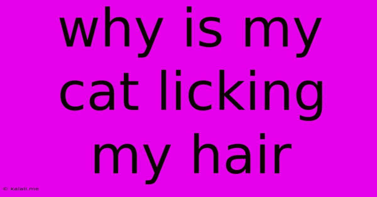 Why Is My Cat Licking My Hair