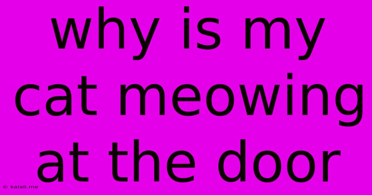 Why Is My Cat Meowing At The Door