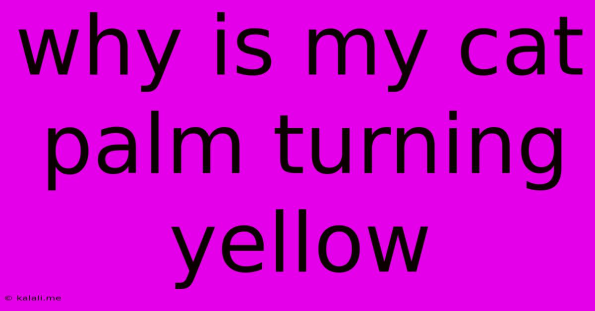 Why Is My Cat Palm Turning Yellow
