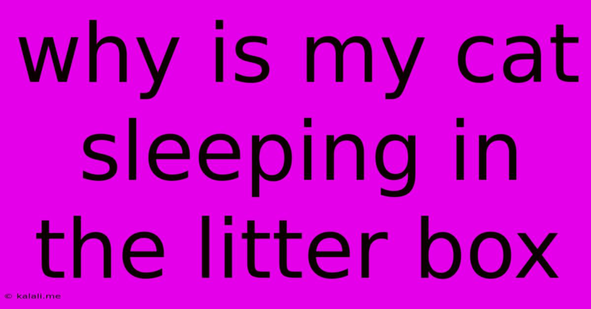 Why Is My Cat Sleeping In The Litter Box