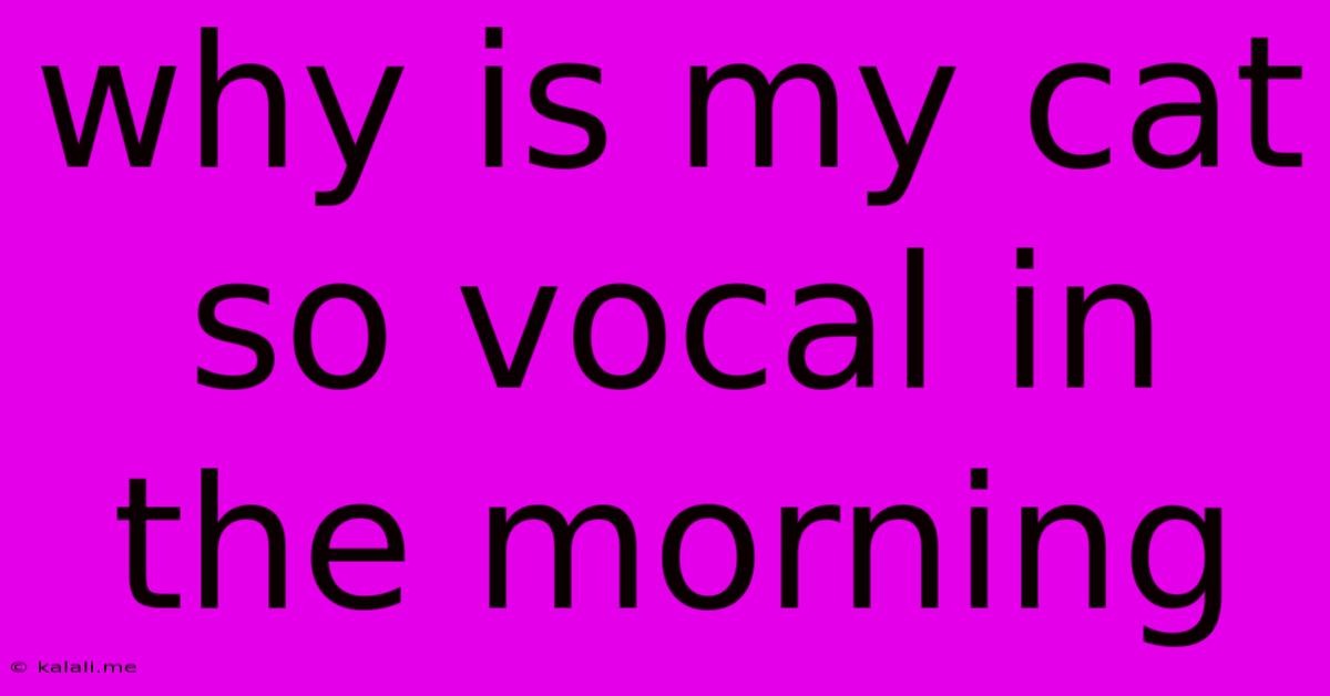Why Is My Cat So Vocal In The Morning