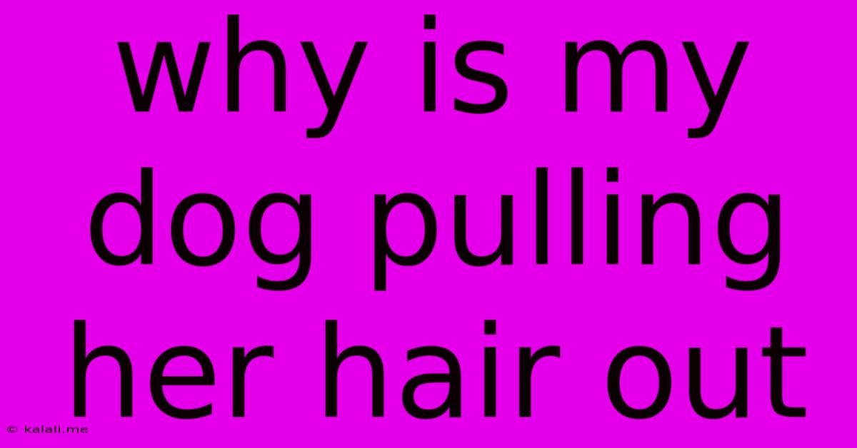 Why Is My Dog Pulling Her Hair Out