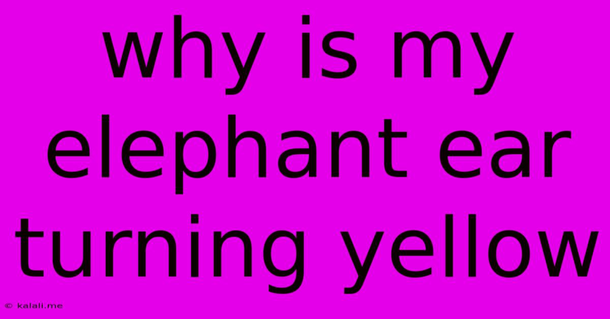Why Is My Elephant Ear Turning Yellow