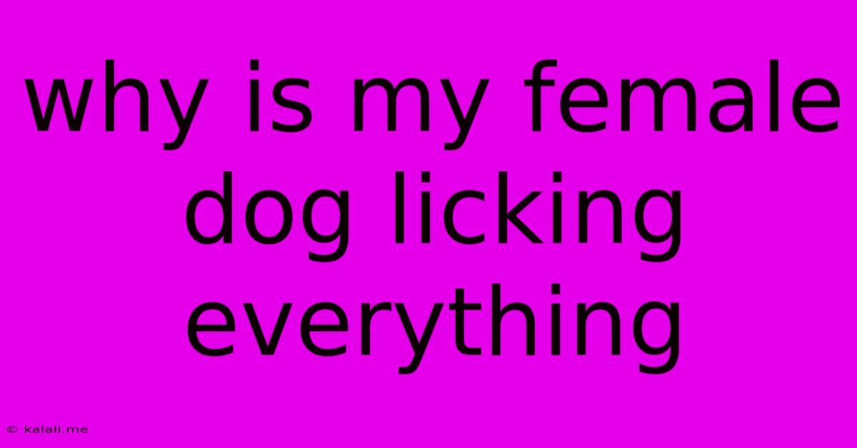 Why Is My Female Dog Licking Everything