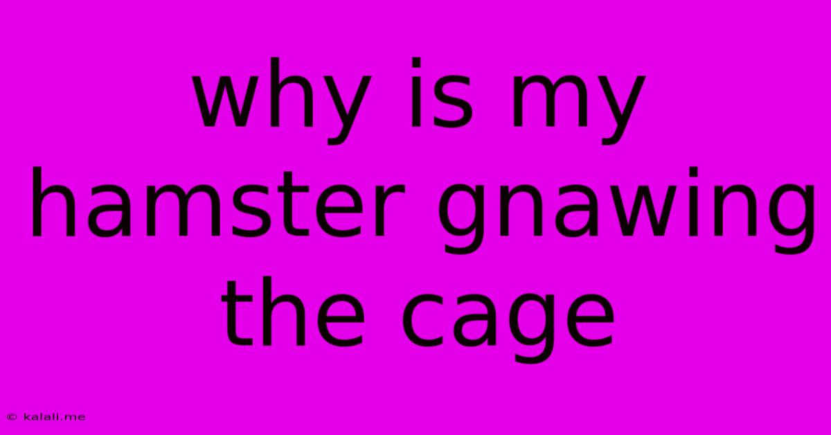 Why Is My Hamster Gnawing The Cage