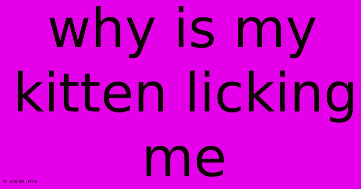 Why Is My Kitten Licking Me
