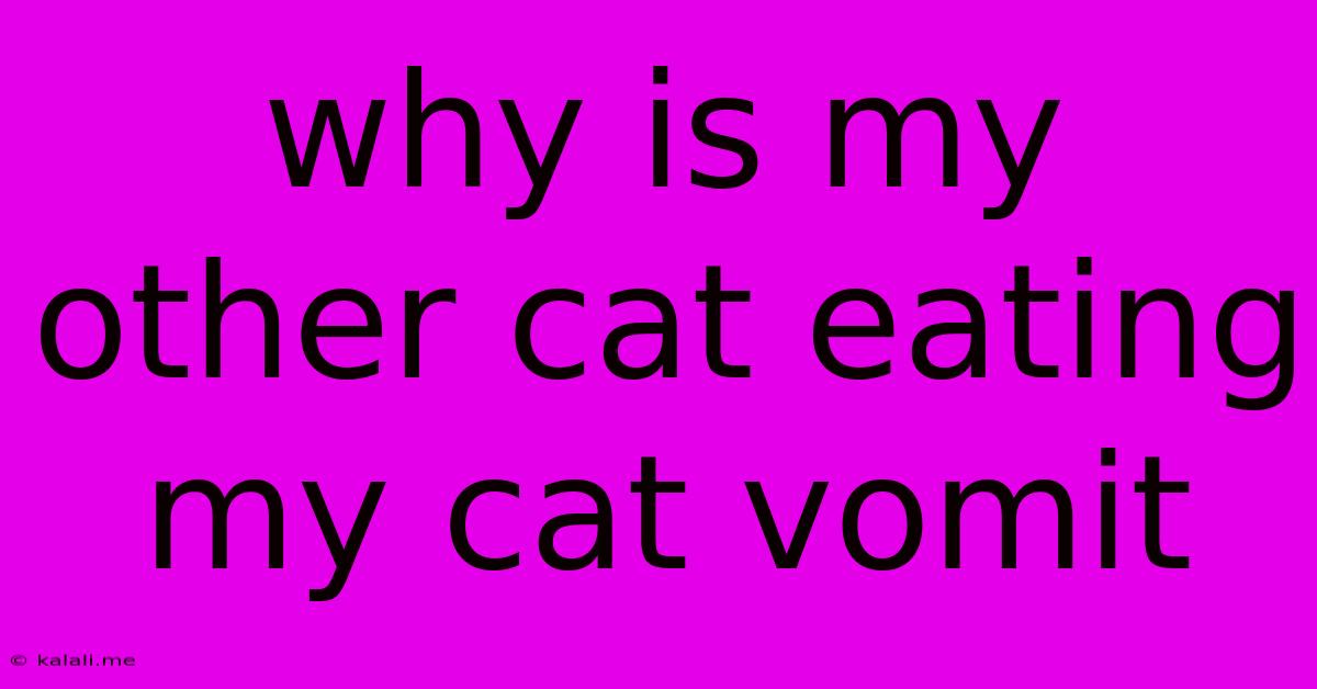 Why Is My Other Cat Eating My Cat Vomit