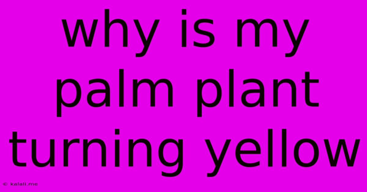 Why Is My Palm Plant Turning Yellow