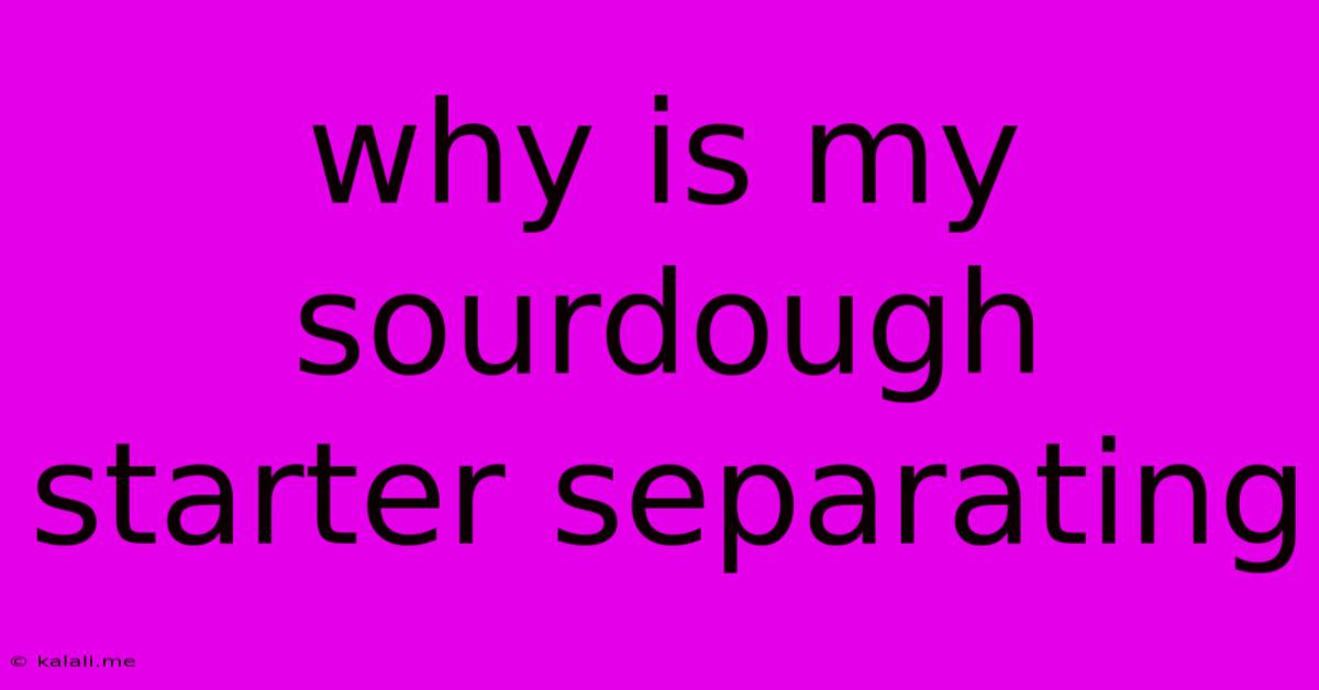 Why Is My Sourdough Starter Separating