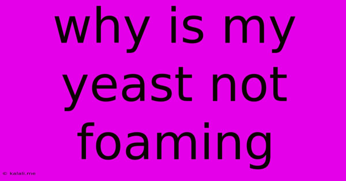 Why Is My Yeast Not Foaming