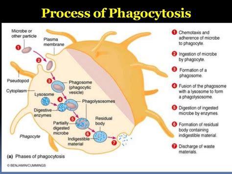 Why Is The Action Of Phagocytes Considered A Nonspecific Response