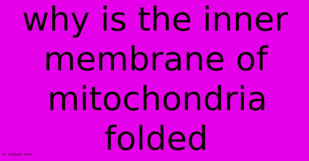 Why Is The Inner Membrane Of Mitochondria Folded