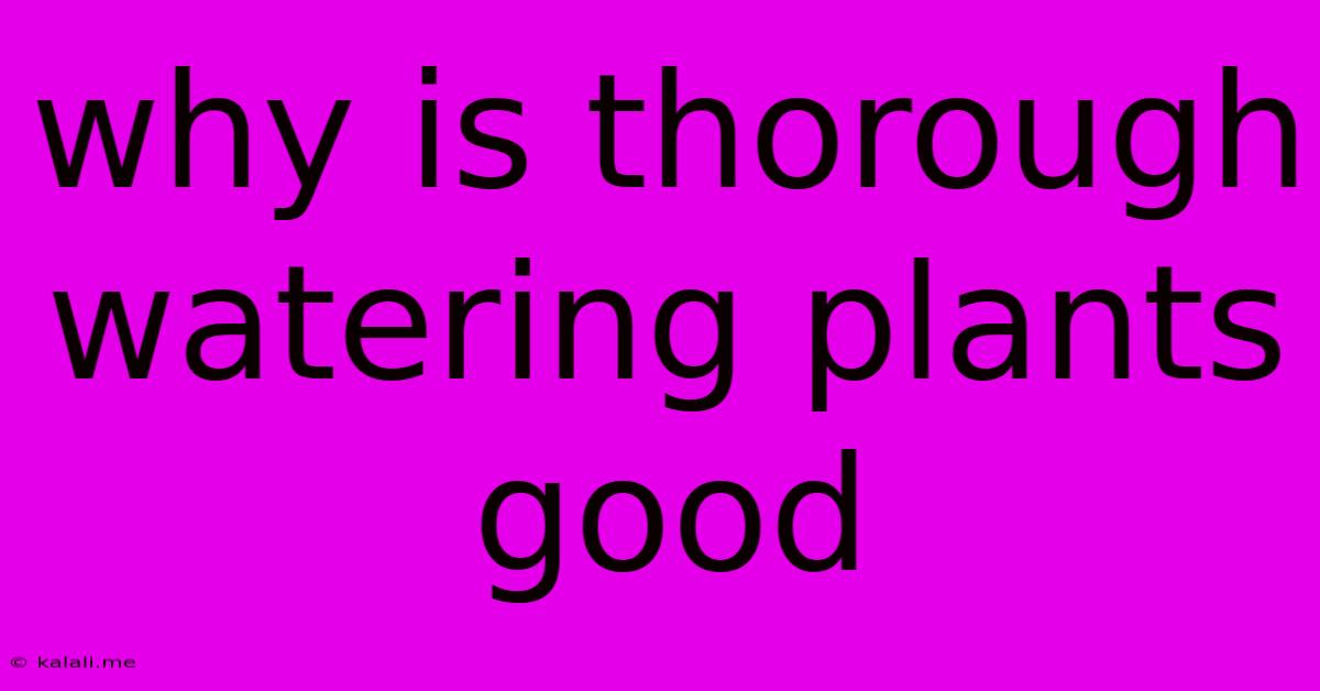 Why Is Thorough Watering Plants Good