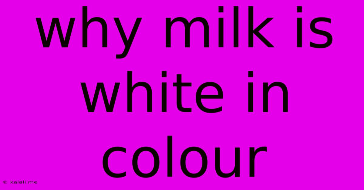 Why Milk Is White In Colour