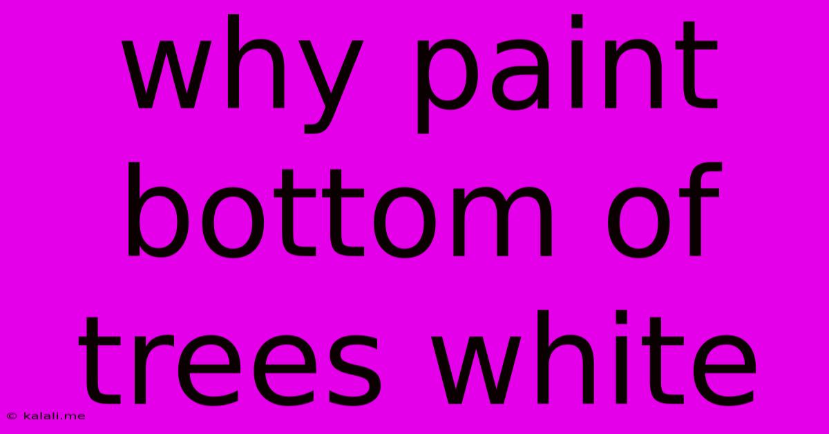 Why Paint Bottom Of Trees White