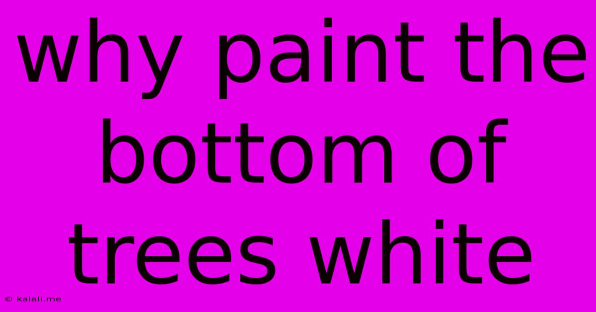 Why Paint The Bottom Of Trees White