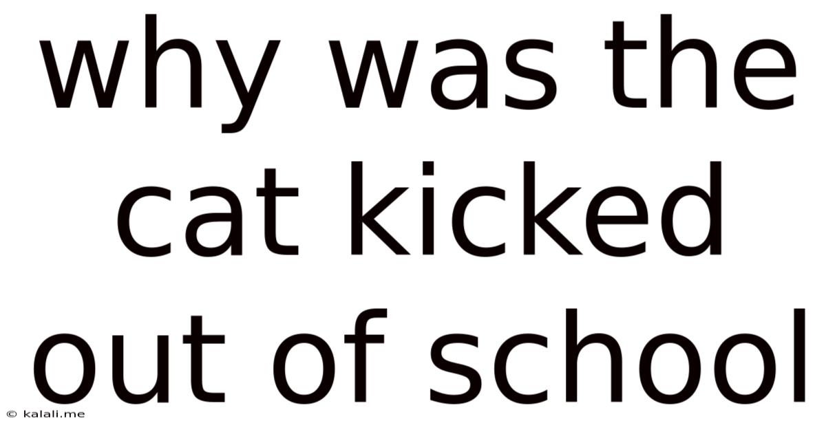 Why Was The Cat Kicked Out Of School