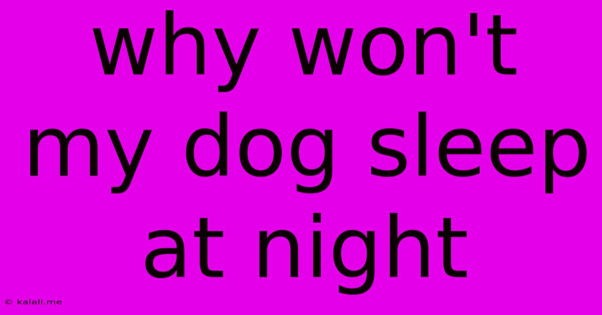 Why Won't My Dog Sleep At Night