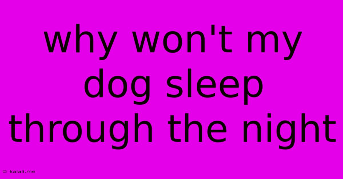 Why Won't My Dog Sleep Through The Night