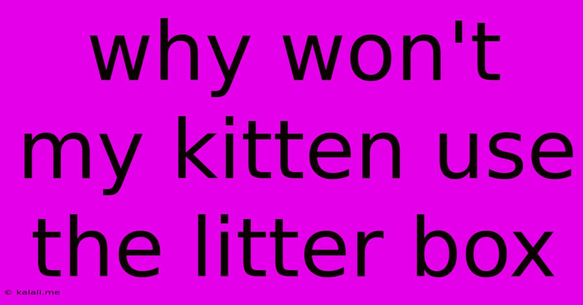 Why Won't My Kitten Use The Litter Box