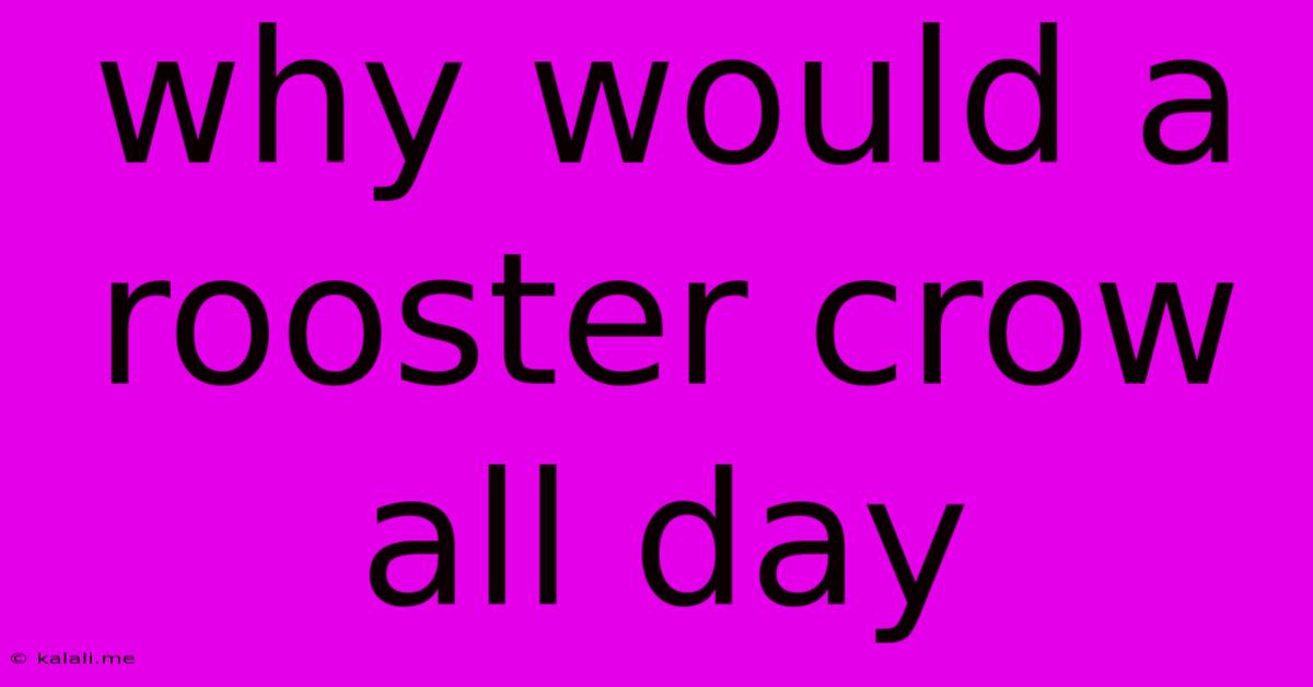 Why Would A Rooster Crow All Day