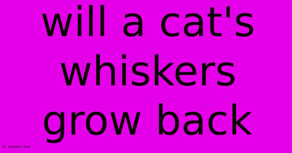 Will A Cat's Whiskers Grow Back