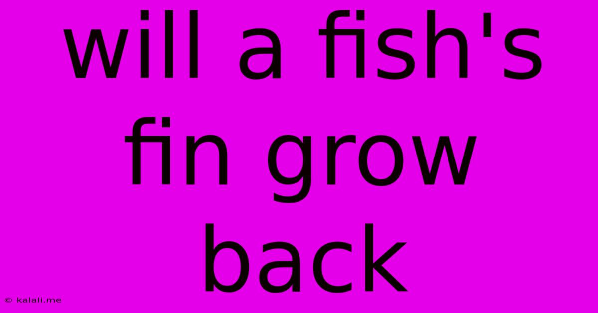 Will A Fish's Fin Grow Back