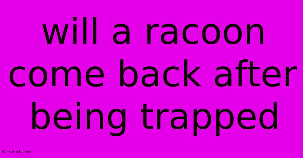 Will A Racoon Come Back After Being Trapped