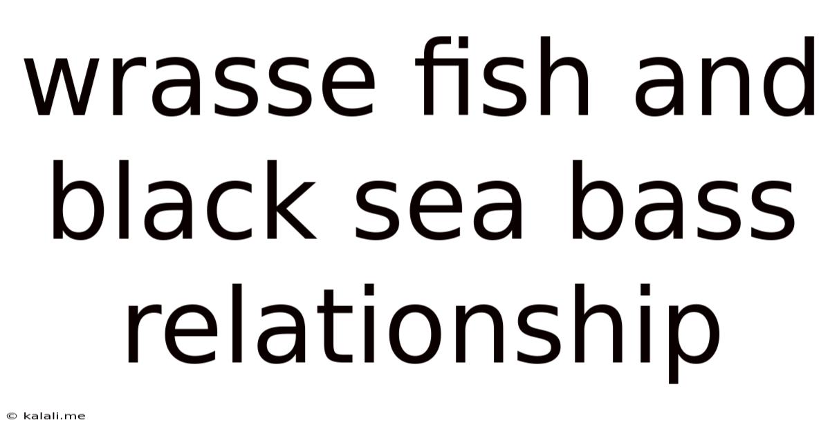 Wrasse Fish And Black Sea Bass Relationship
