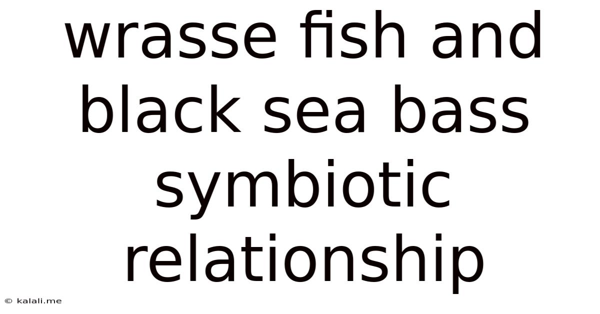 Wrasse Fish And Black Sea Bass Symbiotic Relationship