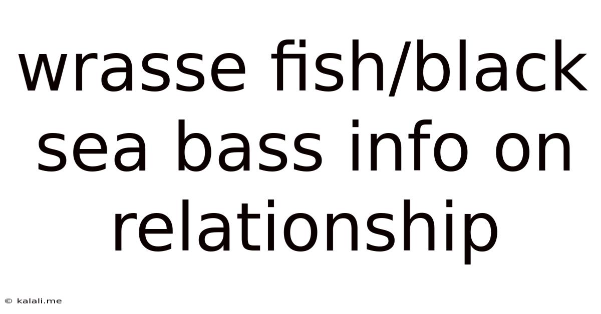 Wrasse Fish/black Sea Bass Info On Relationship