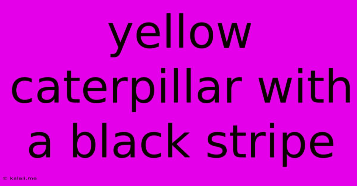 Yellow Caterpillar With A Black Stripe